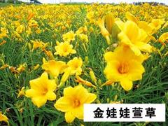 濰坊合格的金娃娃萱草提供商_山東金娃娃萱草