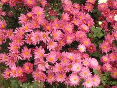 優(yōu)質(zhì)的地被菊提供商當(dāng)屬沁香花卉苗木 地被菊基地