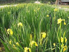 山東水生鳶尾批發商 成活率高的水生植物