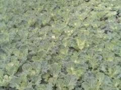 劃算的黑心菊濰坊哪里有，濰坊黑心菊