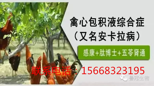 肉鸡心包积液用哪个药zl效果好？