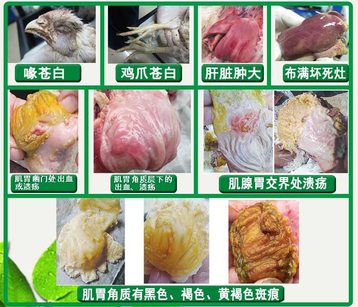 肉雞心包積液用哪個(gè)藥zl效果好？