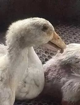zl鴨子大舌病,你找到解決辦法了嗎