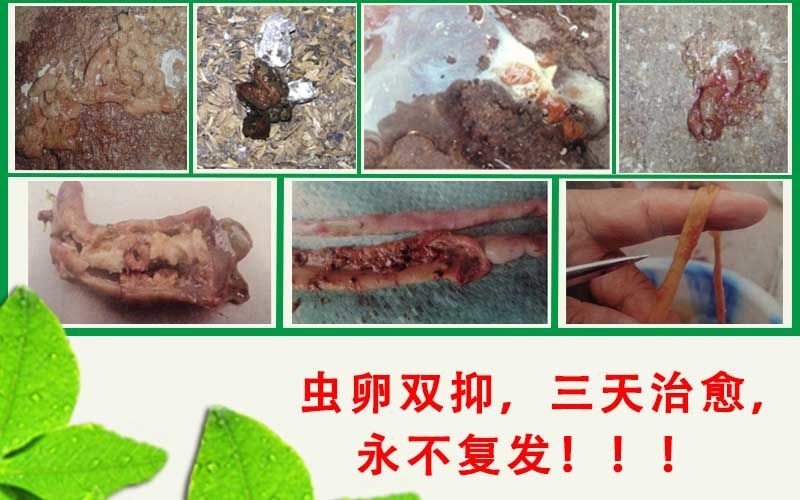 鴨斷腿斷翅用什么藥好呢?鴨子大舌頭專用藥