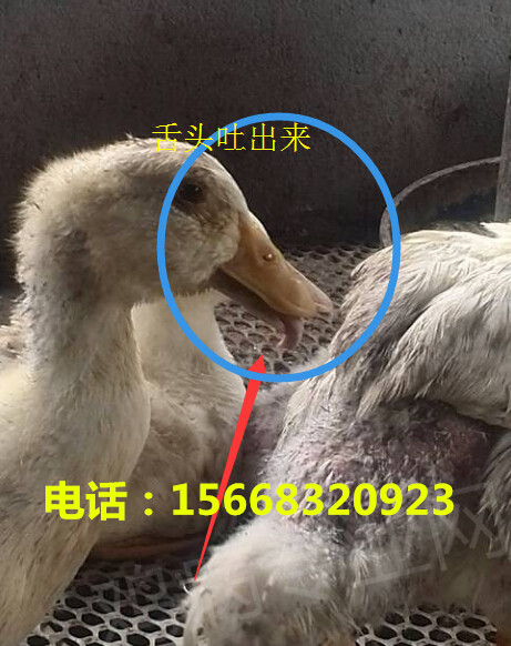 鴨子大舌病怎么治？試試山東魯冠獸藥扶正jd散