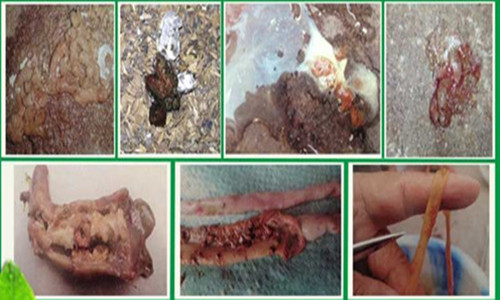 雞球蟲病不在復發的{tx}藥，和紅色糞便說“拜拜”