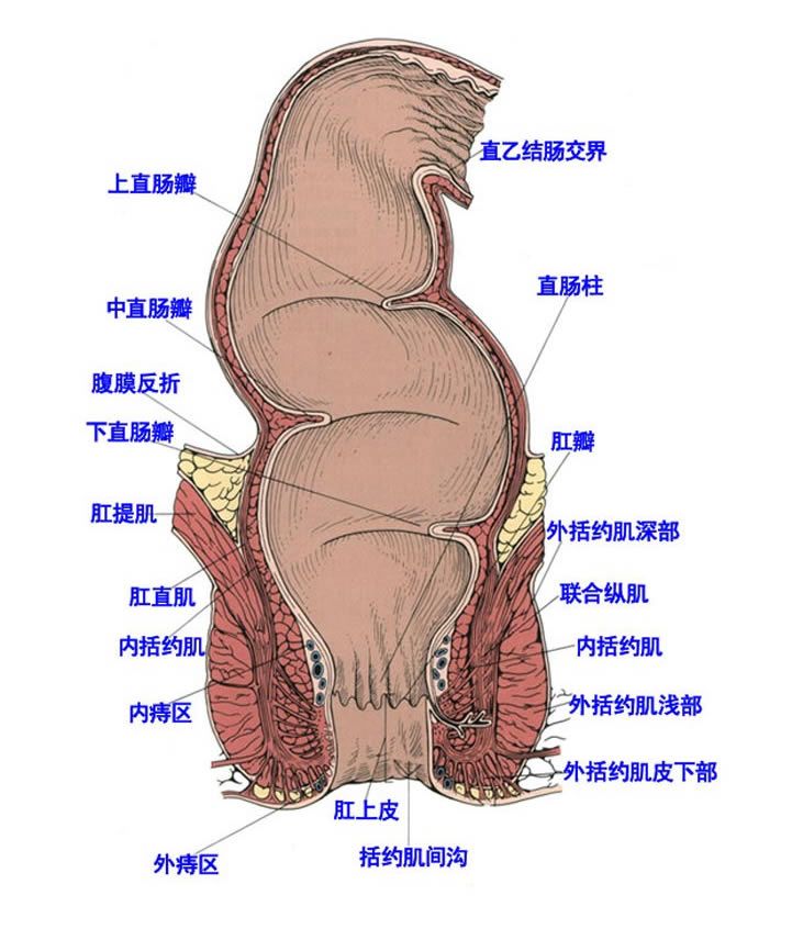 痔瘡能根治嗎？治痔瘡用尚草痔舒茶無副作用