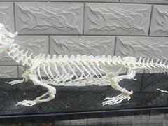 福建動物標本_優質的骨骼標本行情價格