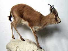 廣東動物標本——口碑好的鳥類剝制標本供應商——福州森藝生態