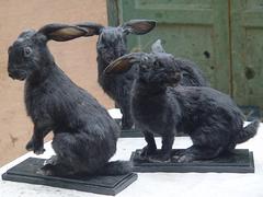 動物標本廠家，福州哪里可以買到具有口碑的動物標本