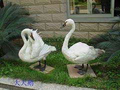 甘肅骨骼標本 信譽好的骨骼標本供應商——福州森藝生態