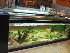 濰坊地區(qū)銷(xiāo)售高xjb的生態(tài)魚(yú)缸，昌邑生態(tài)魚(yú)缸