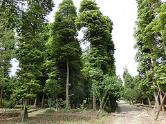 供應(yīng)四川成活率高的四川成都金絲楠木樹苗——金絲楠木大樹價格