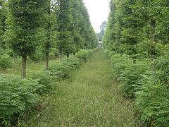 大量出售紫葉李，成都香樟