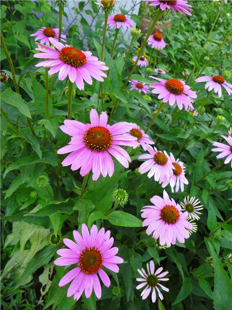 松果菊【價格】青州市向陽花卉苗木合作社