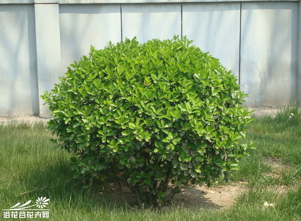 【山東冬青】【北海道黃楊】種植基地，青州向陽草花苗木基地供應(yīng)