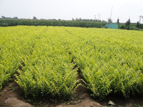 山東向陽草花基地供應：一串紅、孔雀草、萬壽菊、三色堇、一支筆