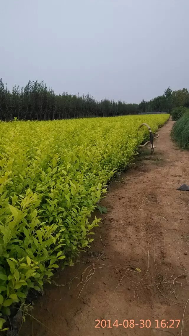 金葉女貞種植批發(fā)基地——山東青州向陽草花苗木園藝場供應(yīng)