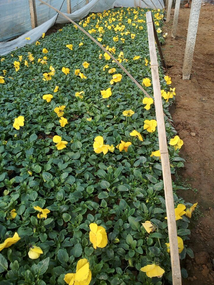 山東三色堇基地青州三色堇批發青州向陽草花基地供應