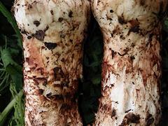 價(jià)位合理的老人頭價(jià)格|昆明哪里有報(bào)價(jià)合理的老人頭供應(yīng)