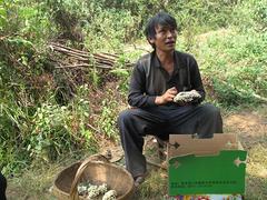 菌多多供應(yīng)劃算的山葵|低價山葵