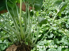 昆明供應專業(yè)的山葵   |山葵價格