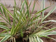 花葉蘆竹供應商哪家好|花葉蘆竹價格