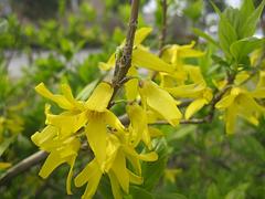 高品質(zhì)玉蟬花供應(yīng)盡在玉軍水生花卉_玉蟬花行情