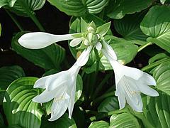 供應(yīng)山東報(bào)價(jià)合理的荇菜 批發(fā)荇菜