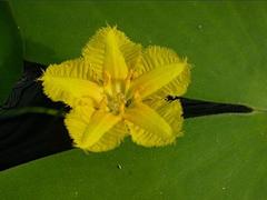 供應(yīng)山東報價合理的荇菜 批發(fā)荇菜