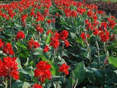 玉軍水生花卉出售合格的再力花|再力花市場行情