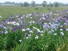 出售日本大花菖蒲|價格合理的日本大花菖蒲玉軍水生花卉供應