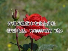 易管理的草花：濰坊知名的長(zhǎng)春花供應(yīng)商推薦