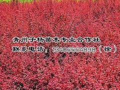 紅葉小檗供應商，哪里能買到品種好的紅葉小檗