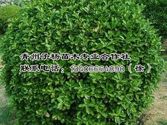 銷量好的大葉黃楊球出售：大葉黃楊球廠家