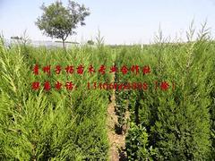 子楊苗木合作社供應優良的水生鳶尾——水生鳶尾批發