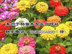濱州西府海棠|想要優(yōu)惠的西府海棠就來子楊苗木合作社