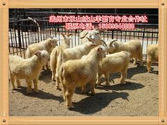 遼寧絨山羊良種大全市場價格養殖技術|營口口碑好的承山絨山羊批發