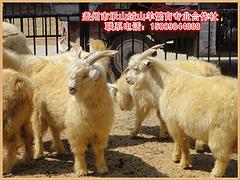 牙山黑絨山羊養(yǎng)殖基地批發(fā)價(jià)格—蓋州承山，營口優(yōu)質(zhì)的絨山羊哪有賣