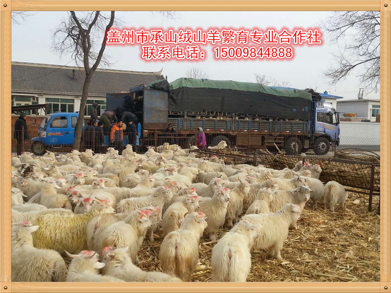 信譽好的牙山黑絨山羊批發商：中國蓋州牙山黑絨山羊價格