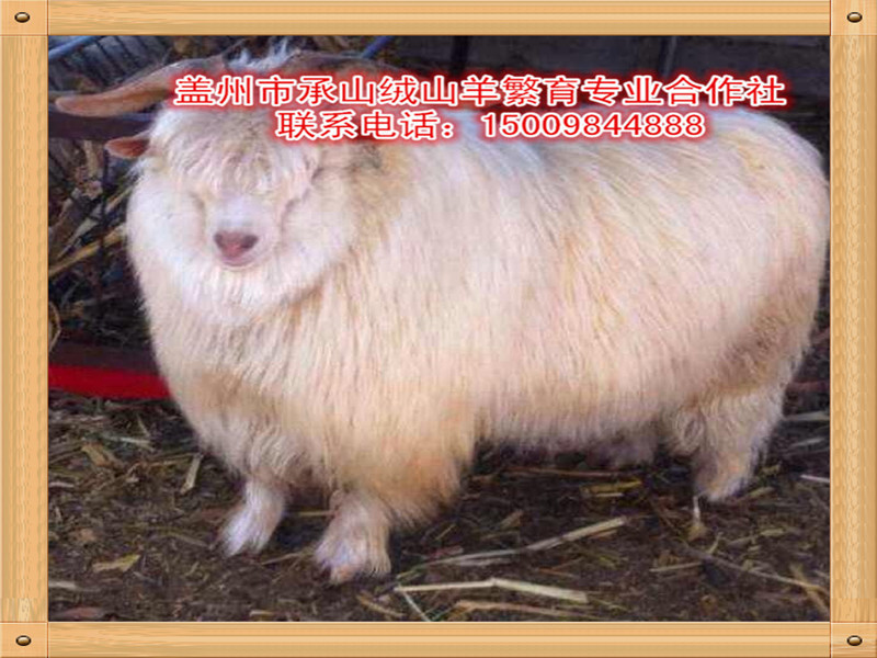 遼寧絨山羊母羔|遼寧絨山羊母羔批發價格—蓋州承山絨山羊