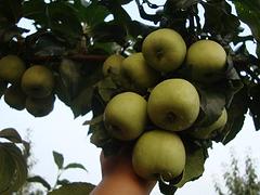 低價(jià)大果山楂——?jiǎng)?chuàng)新壹號(hào)果場(chǎng)是專業(yè)的大果山楂批發(fā)商