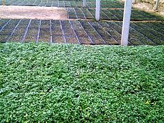 廣裕農業(yè)專業(yè)供應黃瓜育苗基質_暢銷黃瓜育苗基質