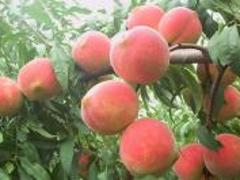 易種植的映霜紅桃苗：優(yōu)質(zhì)映霜紅桃苗國興瓜果蔬菜專業(yè)供應(yīng)