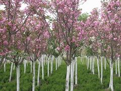 濟(jì)寧高原之火海棠|山東口碑好的西府海棠供應(yīng)商是哪家