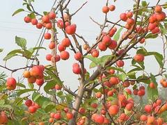 北美海棠供應 山東優質濟寧冬紅果批發