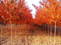 無(wú)病蟲害的美國(guó)紅楓推薦_紅楓供應(yīng)