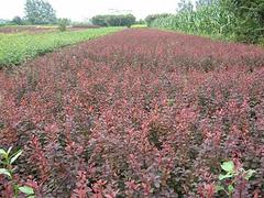 供應(yīng)山東質(zhì)量好的紅葉小檗：紅葉小檗種植基地