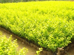 北海道黃楊