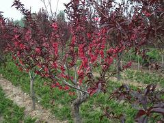 紅掌價格：供應山東的紅葉菠菜